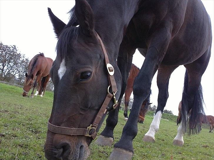 Anden særlig race Lamia  - b. 17 - smukke hest.. smukke hest .  billede 17