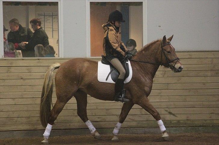 Anden særlig race Petra - Foto: Line Skou (også her på HG) billede 11
