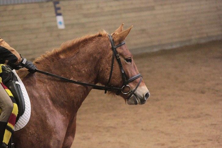 Anden særlig race Petra - Foto: Line Skou (også her på HG) billede 13
