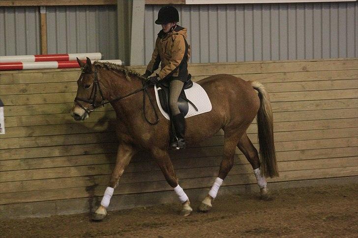 Anden særlig race Petra - Foto: Line Skou (også her på HG) billede 14