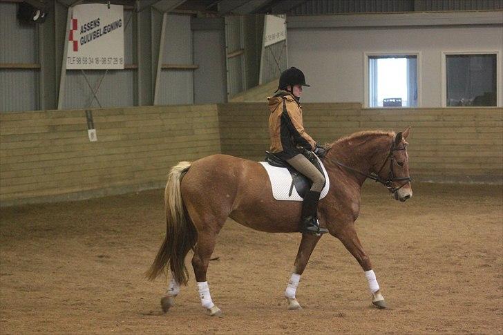 Anden særlig race Petra - Foto: Line Skou (også her på HG) billede 15