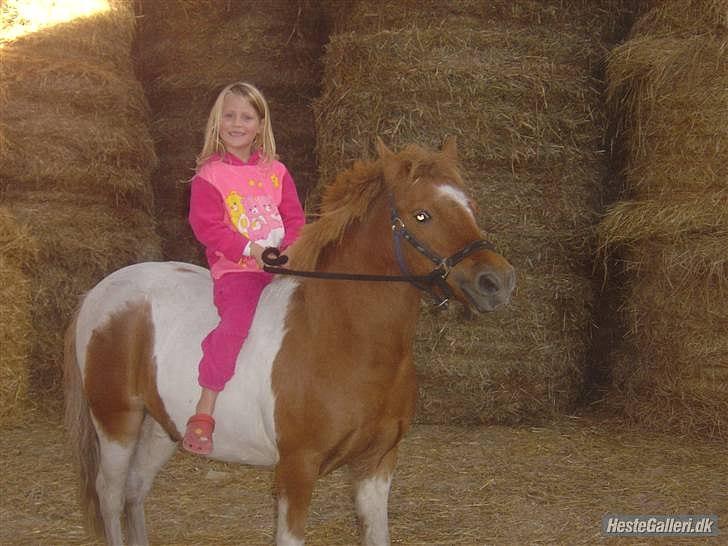 Anden særlig race Christian. [Tidl Hest] Savner ham:'( <3 :') - Efter vi havde løssprunget ham, så skulle jeg lige skridte ham af!.. :D billede 15