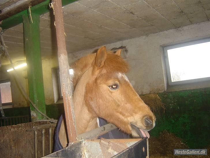 Anden særlig race Christian. [Tidl Hest] Savner ham:'( <3 :') - Christian står lige inde ved muuhkørerne(: billede 16