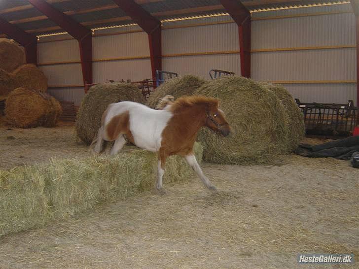 Anden særlig race Christian. [Tidl Hest] Savner ham:'( <3 :') - Vi løsspringer ham der hjemmme!... :) billede 18