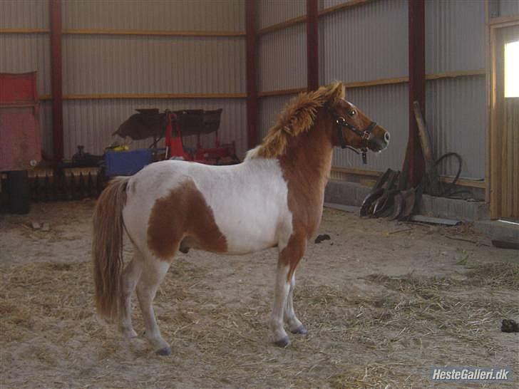 Anden særlig race Christian. [Tidl Hest] Savner ham:'( <3 :') - Kesse linder en Hingst!.... :D billede 19