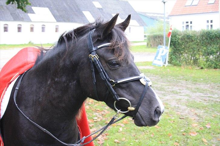 Anden særlig race Nydams Marie - Smukke Marie, klar til stævne! :D billede 1