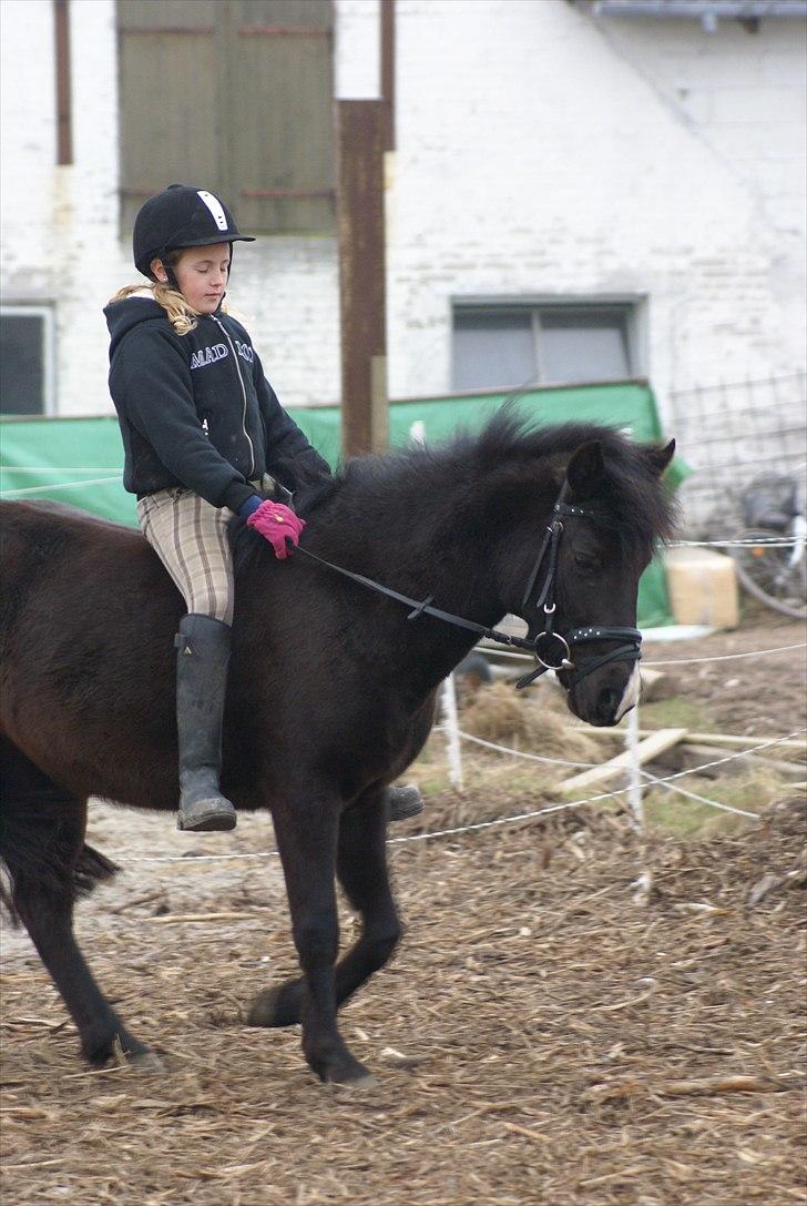 Anden særlig race Nydams Marie billede 5