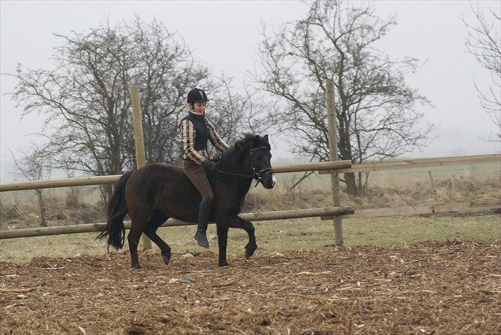 Anden særlig race Nydams Marie - Søster skal lære hende galop ;) billede 6