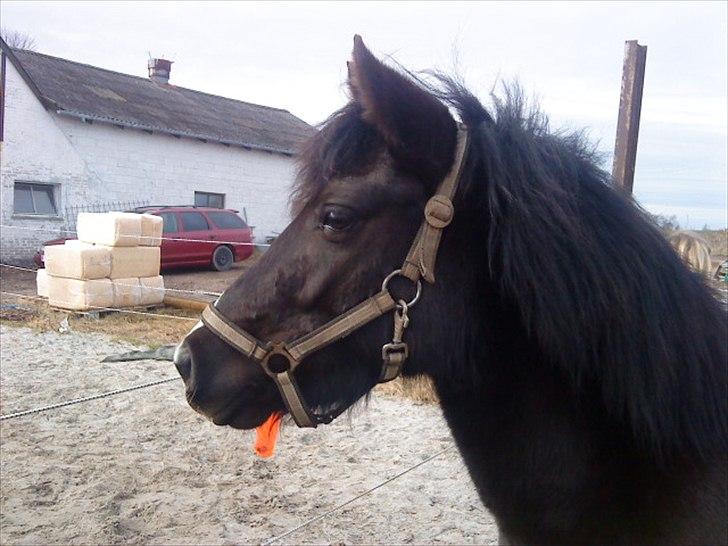 Anden særlig race Nydams Marie - Hvad har du set smukke? billede 7