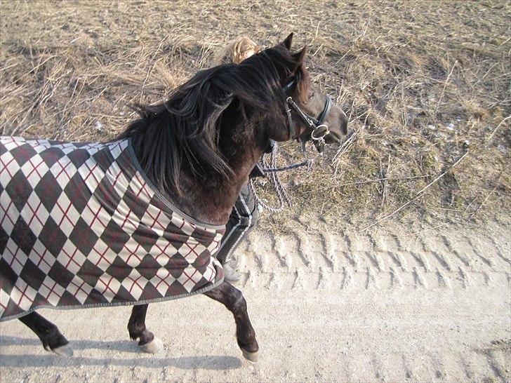 Anden særlig race Nydams Marie - hvad andet end lækker kan man sige? :D <3 billede 10