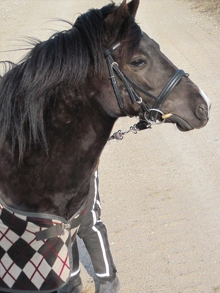 Anden særlig race Nydams Marie - Tak for kigget, giv gerne en bedømmelse!! :D billede 11