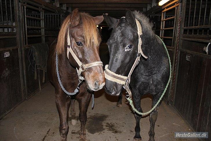 Knabstrupper Cirkeline {lånte} billede 14