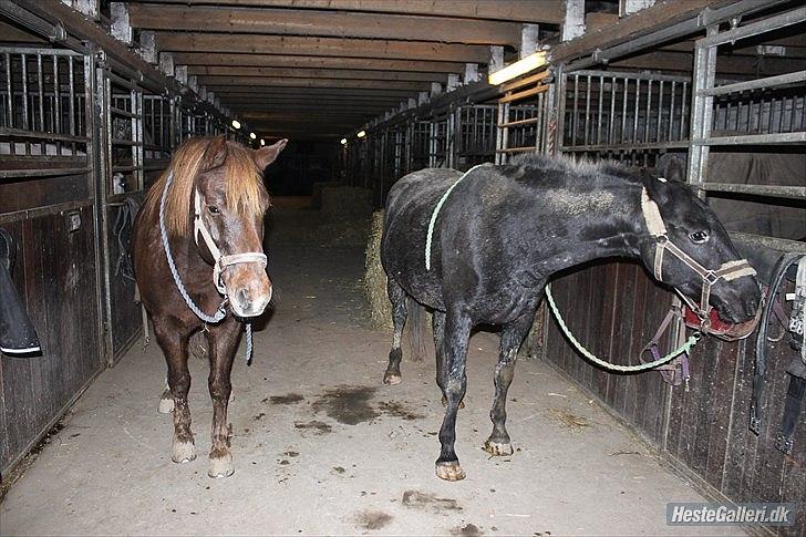 Knabstrupper Cirkeline {lånte} billede 15