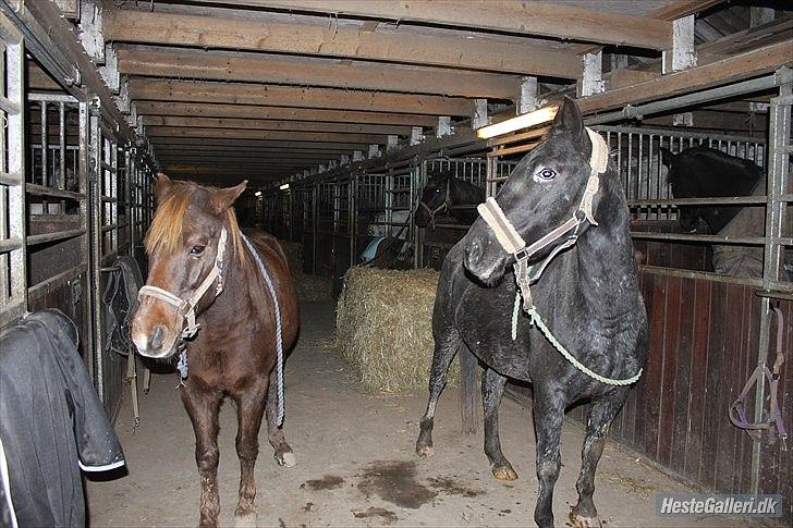 Knabstrupper Cirkeline {lånte} billede 16