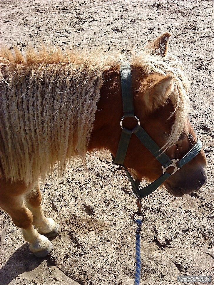 Shetlænder Ludvig. <3 Sov Sødt Min Guldklump <3 - Ludvig på ridebane <3  billede 13