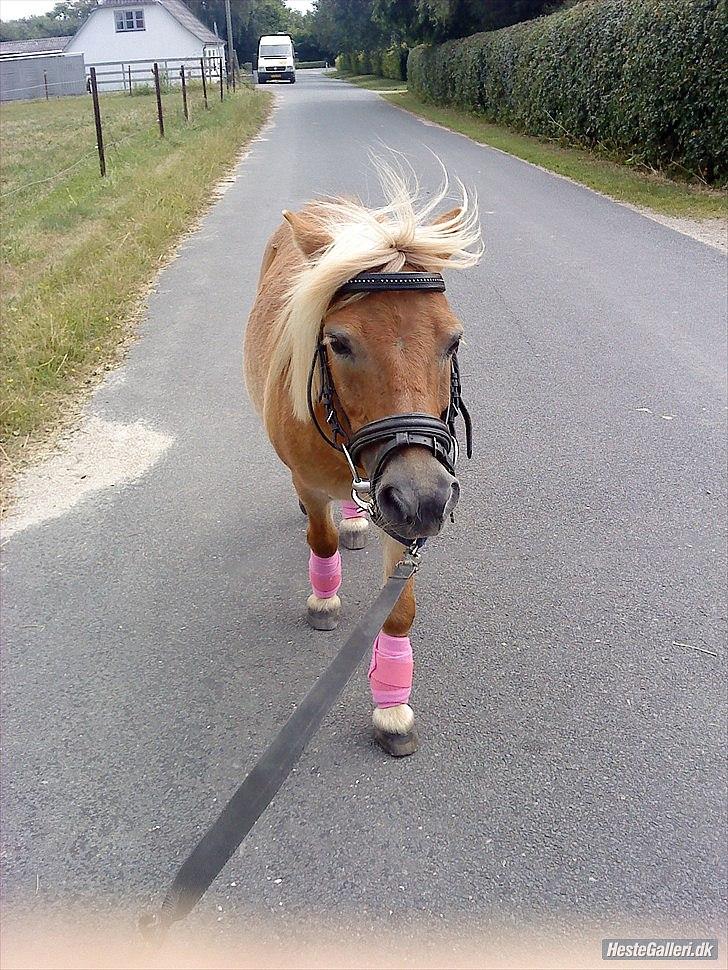 Shetlænder Ludvig. <3 Sov Sødt Min Guldklump <3 - en af vores sidste gå ture sammen den sommer.. Mis you <3  billede 14