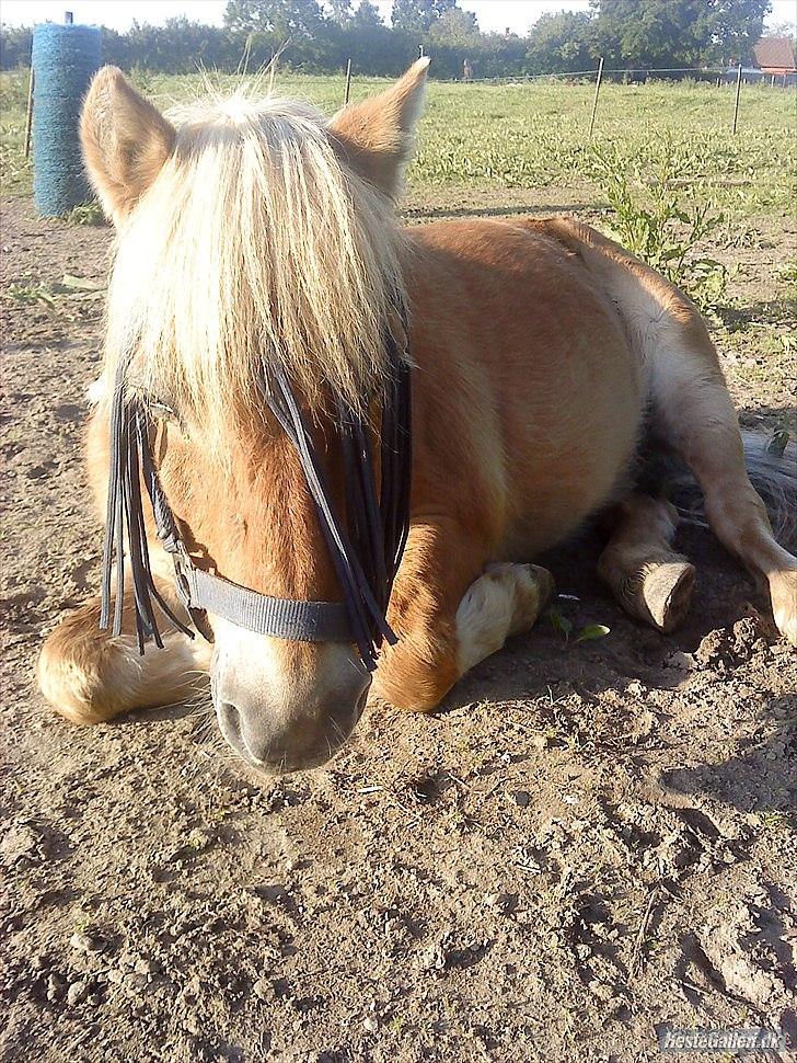 Shetlænder Ludvig. <3 Sov Sødt Min Guldklump <3 - Et billede siger mere end 1000 ord.. 
Ludvig du er savnet <3  billede 15