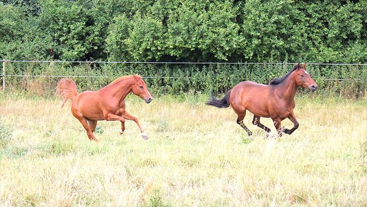 Anden særlig race Time and Patience billede 20