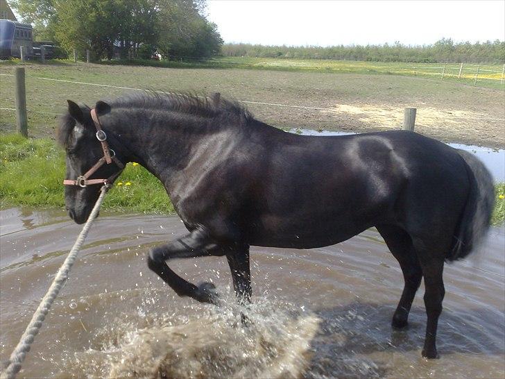 Pinto Dark Prinsess Andjelina billede 1