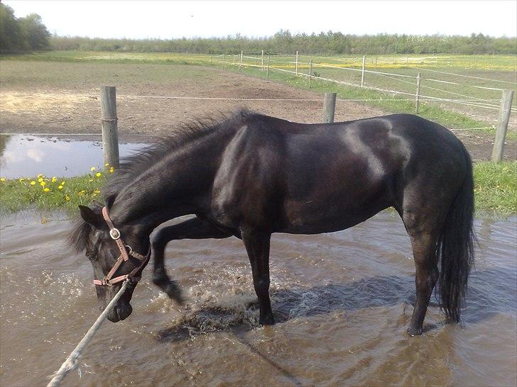 Pinto Dark Prinsess Andjelina billede 2