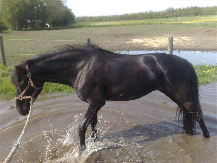 Pinto Dark Prinsess Andjelina billede 3