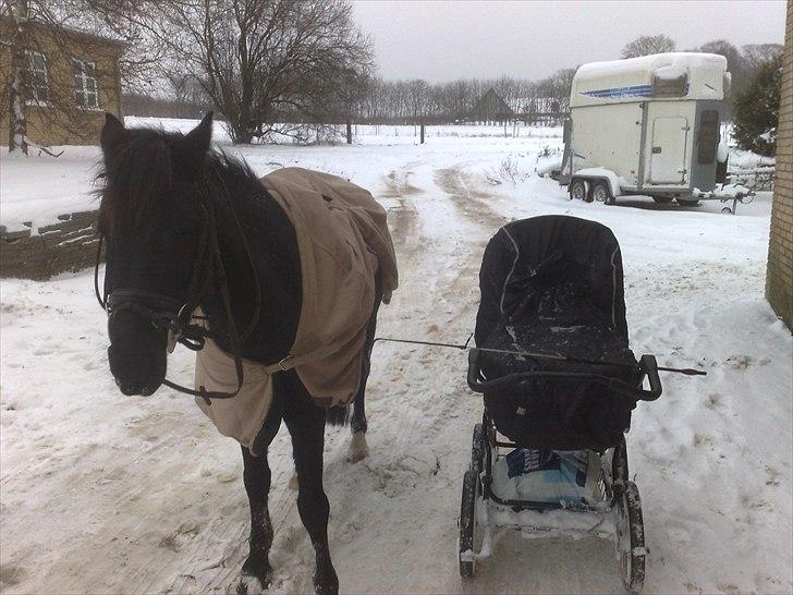 Pinto Dark Prinsess Andjelina billede 4