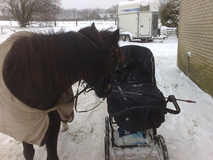 Pinto Dark Prinsess Andjelina billede 5