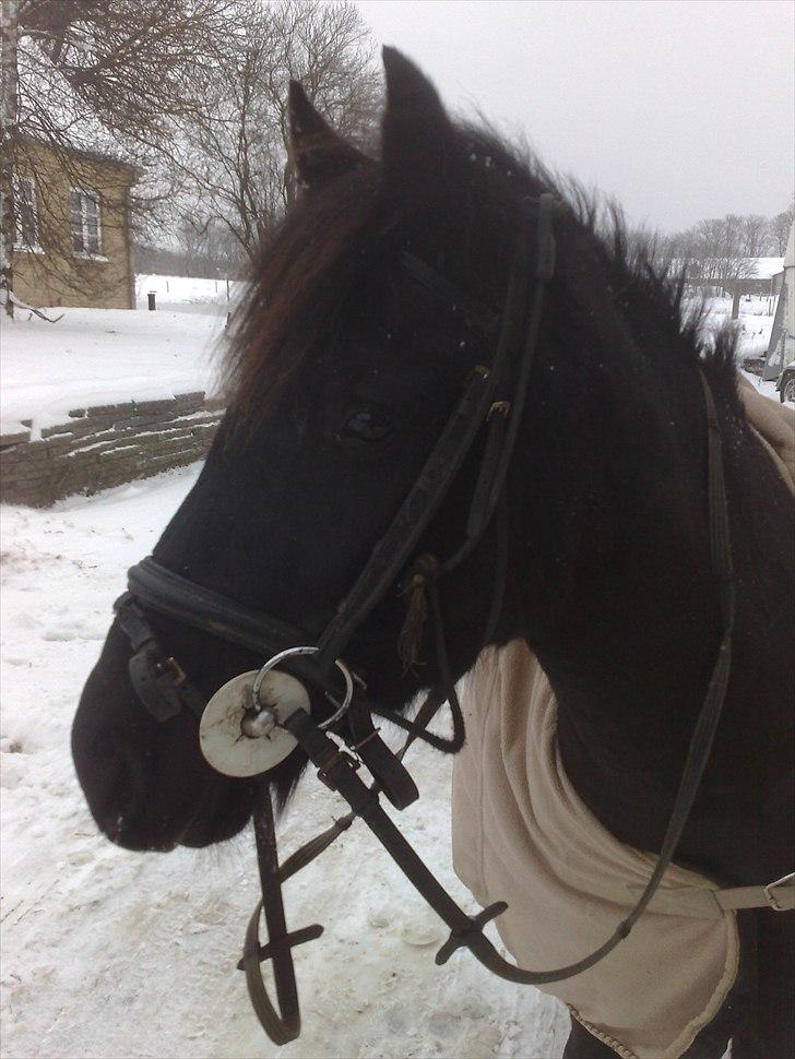 Pinto Dark Prinsess Andjelina billede 6