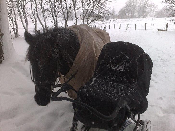 Pinto Dark Prinsess Andjelina billede 7