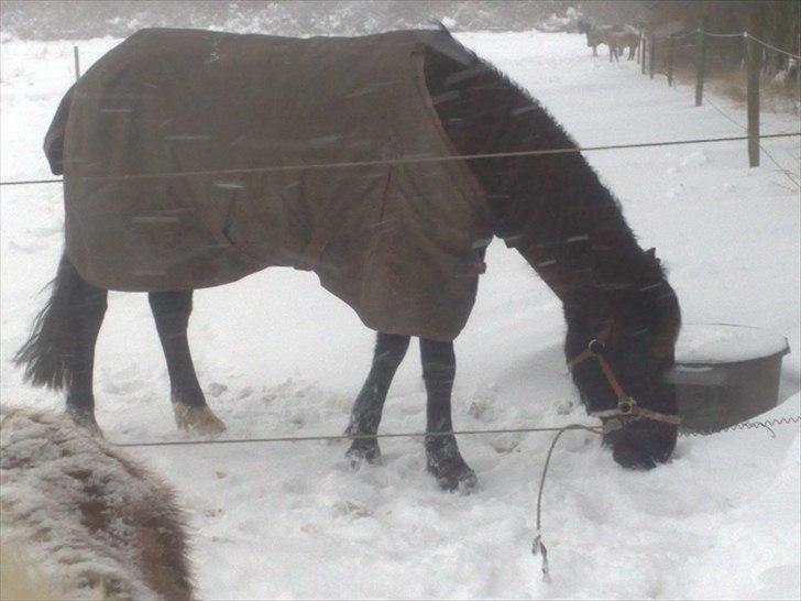 Pinto Dark Prinsess Andjelina billede 8