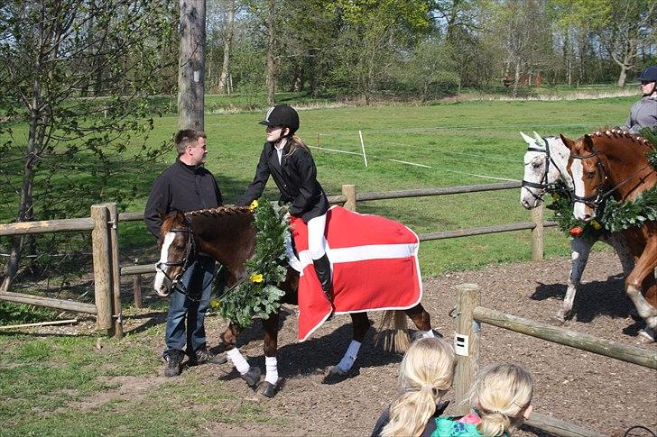Welsh Pony (sec B) Mikkel - du er så lækker pony<3<3<3 billede 9