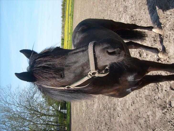 Pinto Dark Prinsess Andjelina billede 10