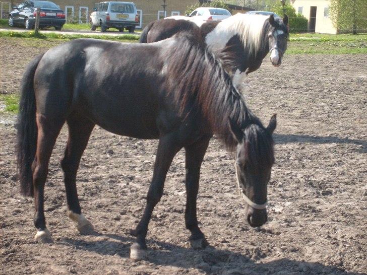 Pinto Dark Prinsess Andjelina billede 11