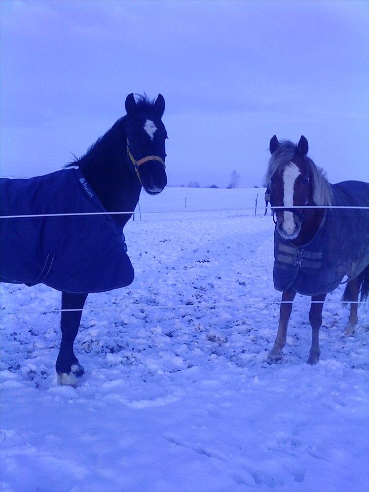 New Forest Firfod Flittiglize - Lize og helmuth i sneen, på lunderød. Elsker jer !!!  Firfod er og bliver det bedste <3  billede 18