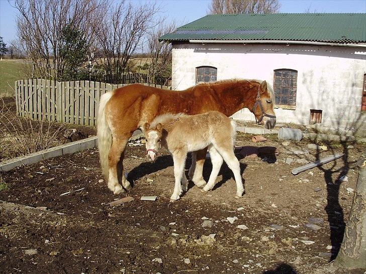 Haflinger Firefly Lindegaard solgt billede 12