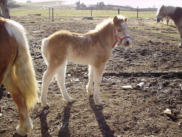 Haflinger Firefly Lindegaard solgt billede 13