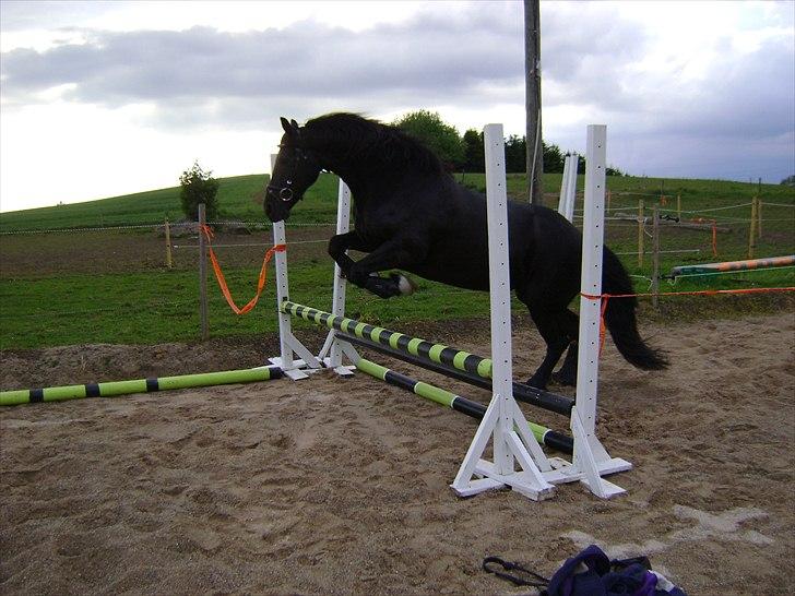 Frieser Linda A - 75 cm. Anden gang hun løsspringer :D billede 16