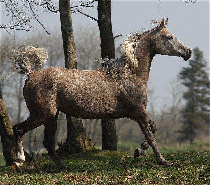 Arabisk fuldblod (OX) Tamira - Tamira april 2011, taget af Charlotte Davidsen billede 5