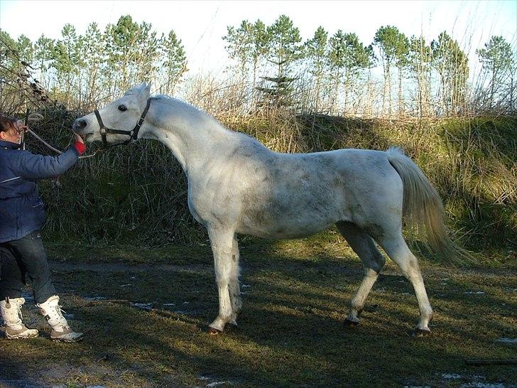 Arabisk fuldblod (OX) Faxline - rip 2016 - 05.03.2011 billede 13