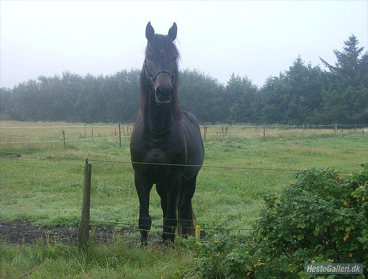 Dansk Varmblod Rolfgaarden's Cason - Lånt af stine :) billede 13
