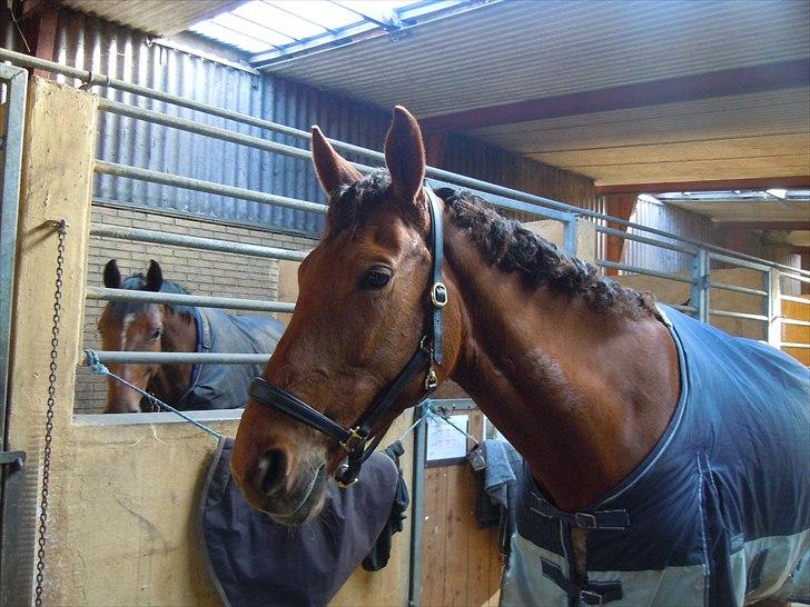 Trakehner Herbstrose - dullerose, færdig til stævne! billede 10