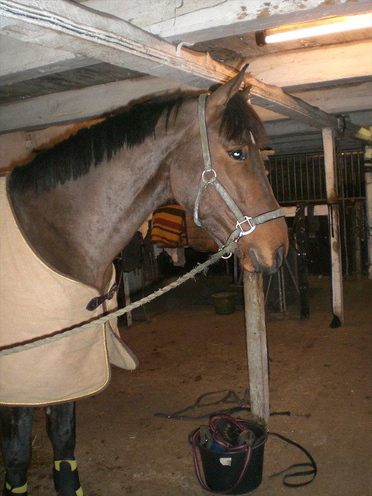 Dansk Varmblod Godthaabs Ulster billede 4