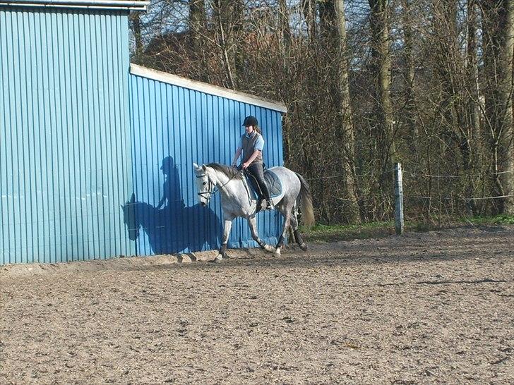 Connemara Bryanmore Boy <3 #mit et og alt# - til undervisning.. billede 16