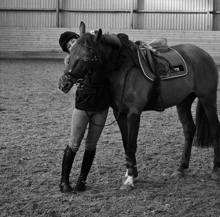 Hollandsk Sportspony iris billede 5