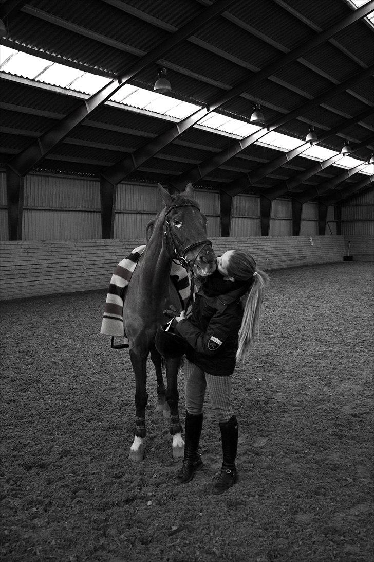 Hollandsk Sportspony iris billede 6