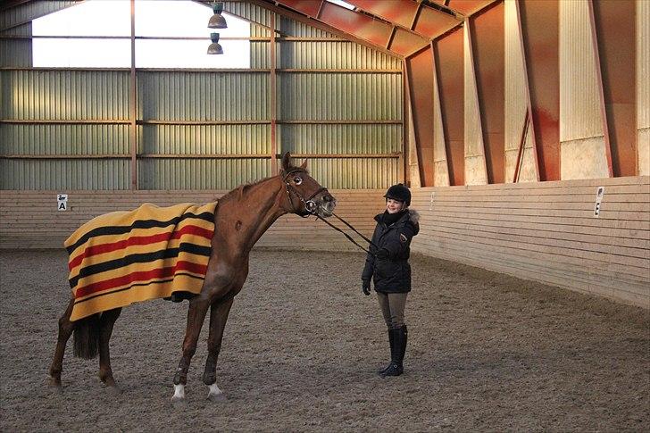 Hollandsk Sportspony iris billede 7