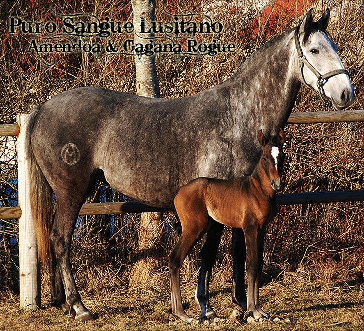 Lusitano Gagàna Rogue billede 13