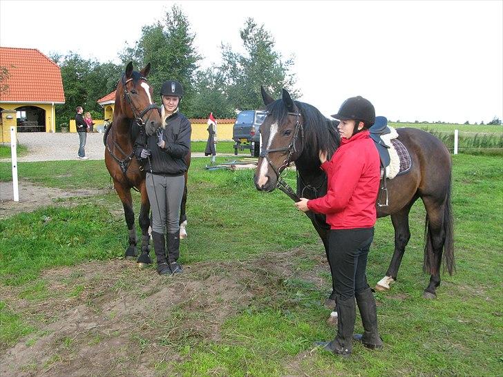 Westfaler wiktoria  billede 20