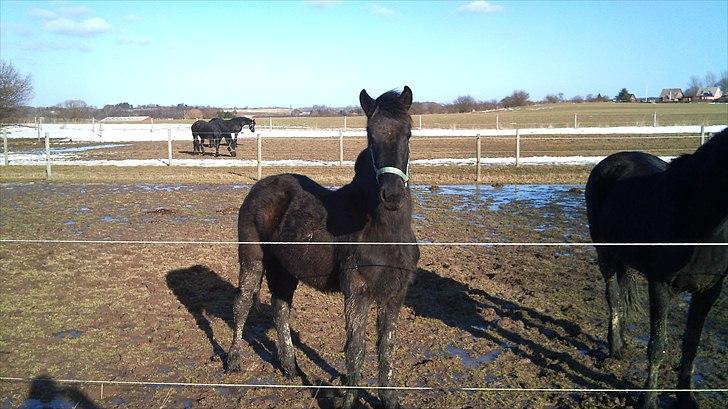 Barockpferd Ilano - Hej mor.... solen skinner og jeg bliver 1 år i dag..... har jeg ikke været en god dreng... jo du har min lille skat :-) billede 6