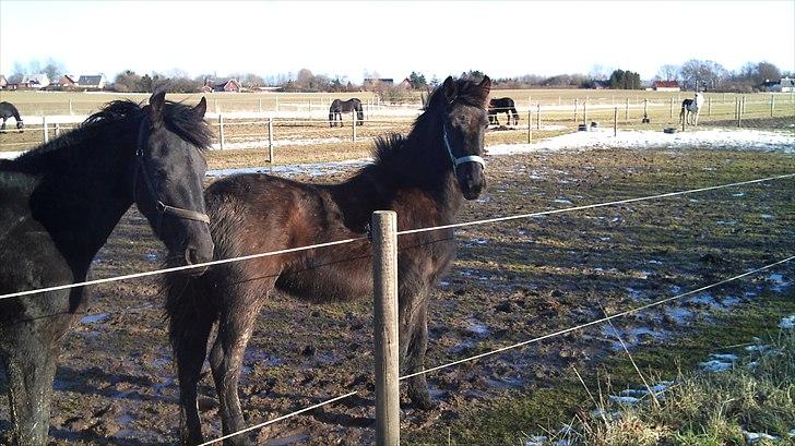 Barockpferd Ilano - Ilano på han´s 1 års fødselsdag. billede 7